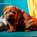 Продам отличных щеночков шарпея. фотография
